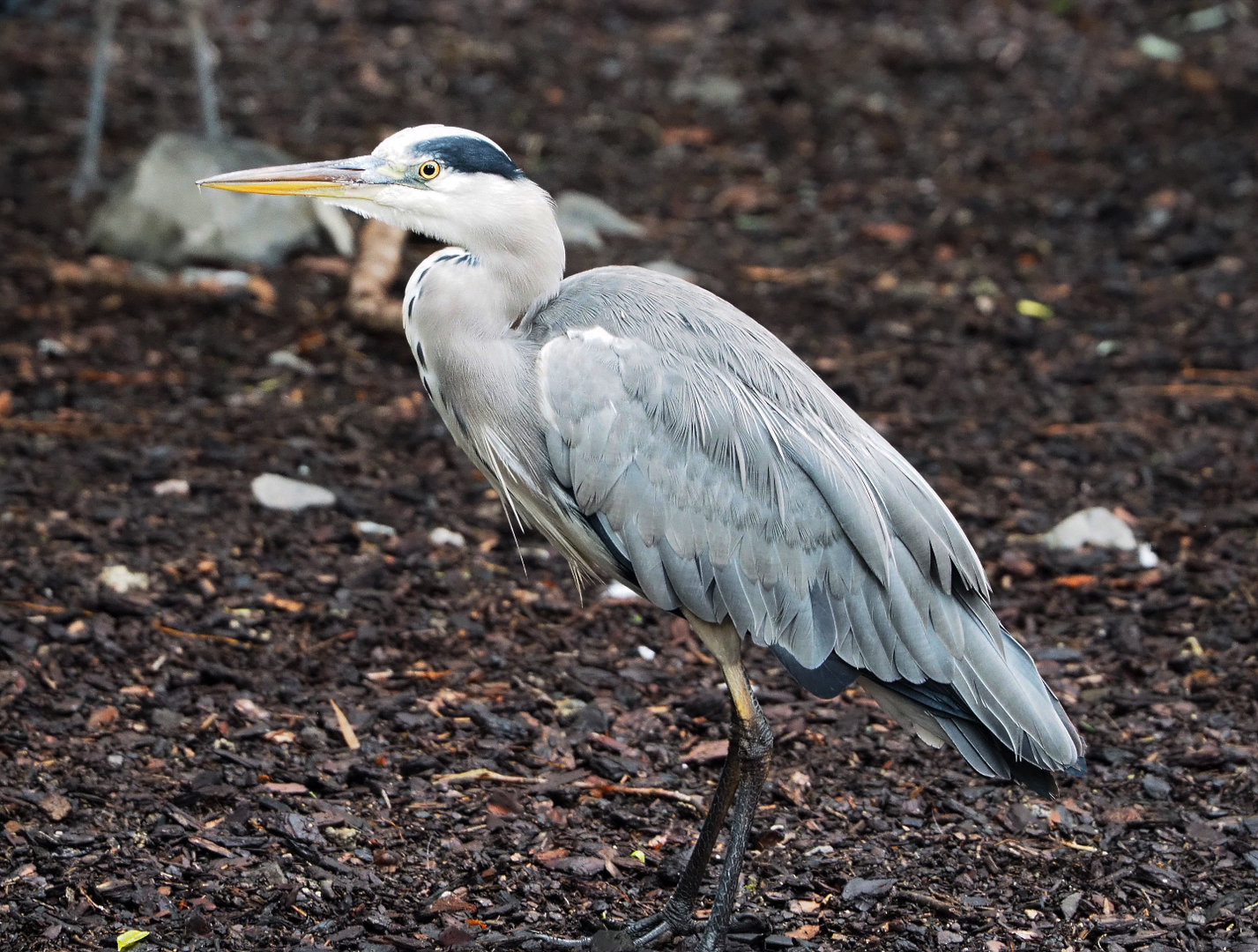 Grey heron (Ardea cinerea), 2022-09-15