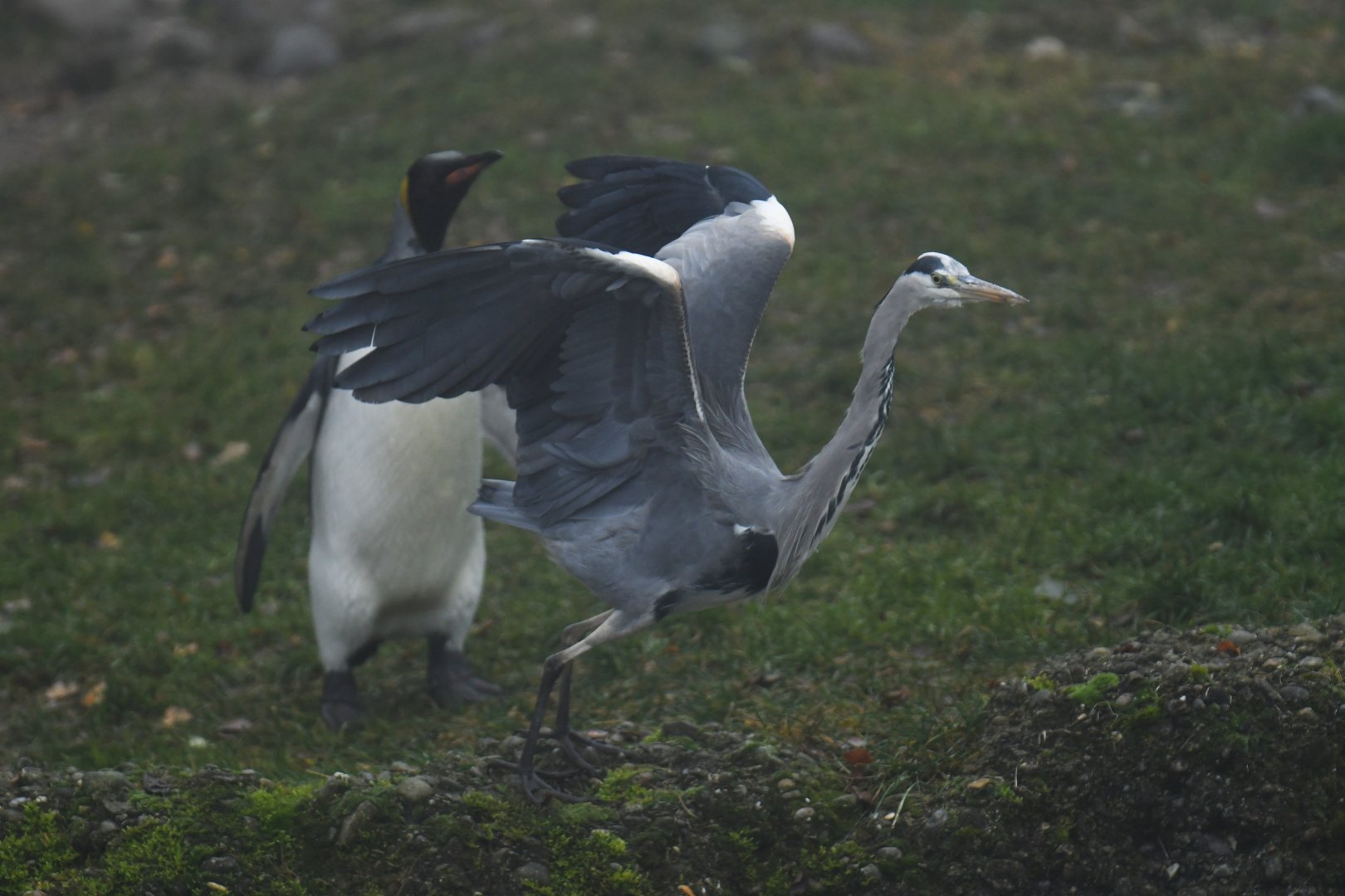 Grey heron (Ardea cinerea) attacked by king penguin
