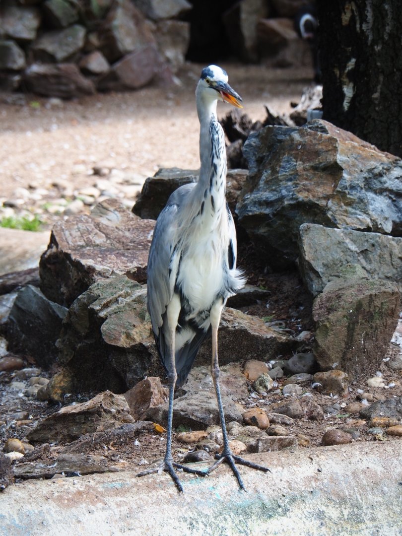 Grey heron (Ardea cinerea) in the penguin exhibit (Sep 2nd, 2018)