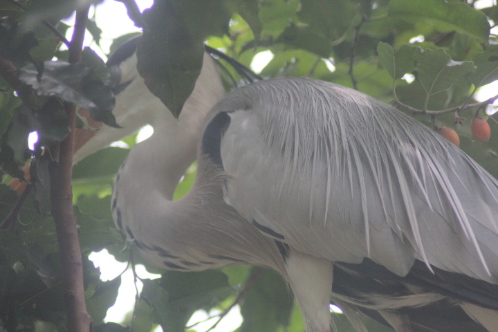 Grey heron (Ardea cinerea jouyi)