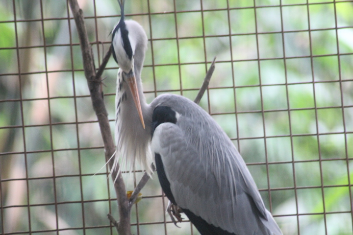 Grey heron (Ardea cinerea jouyi)