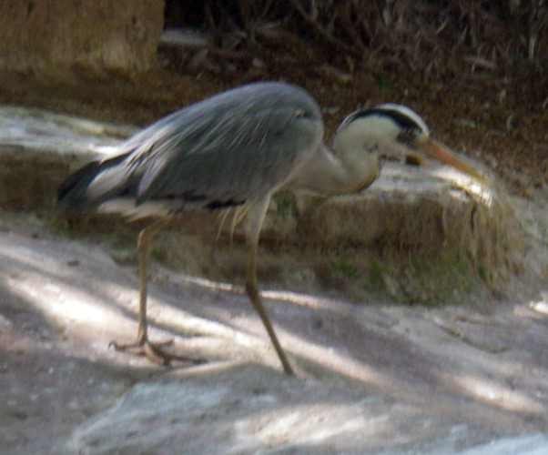 Grey Heron (Ardea cinerea)
