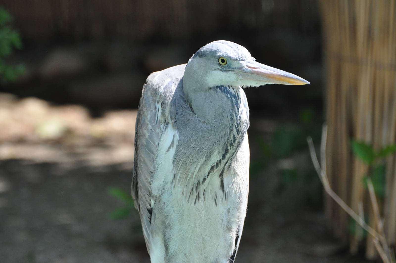 Grey heron/ Ardea cinerea