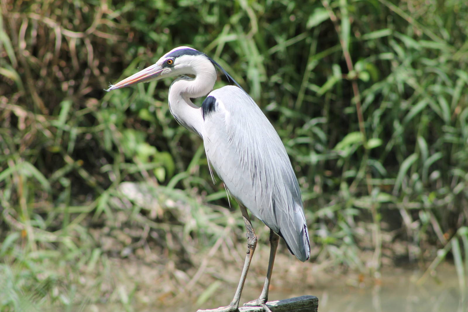 grey heron (Ardea cinerea)