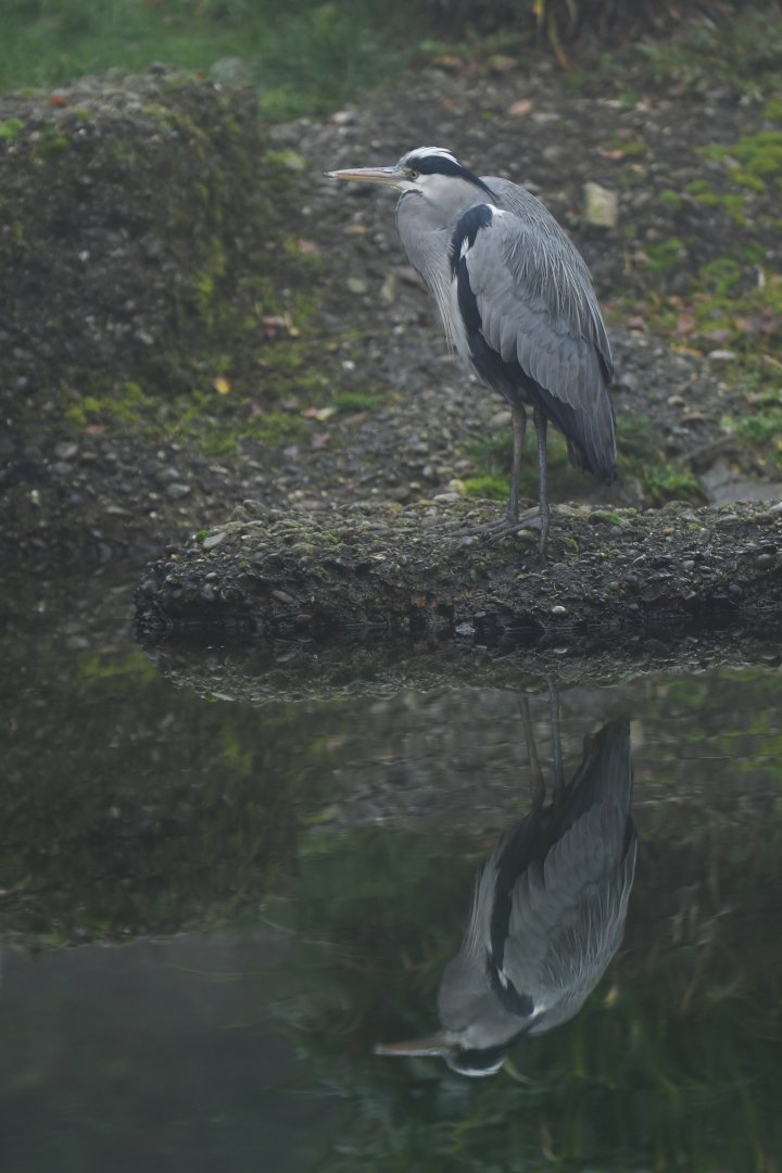 Grey heron (Ardea cinerea)