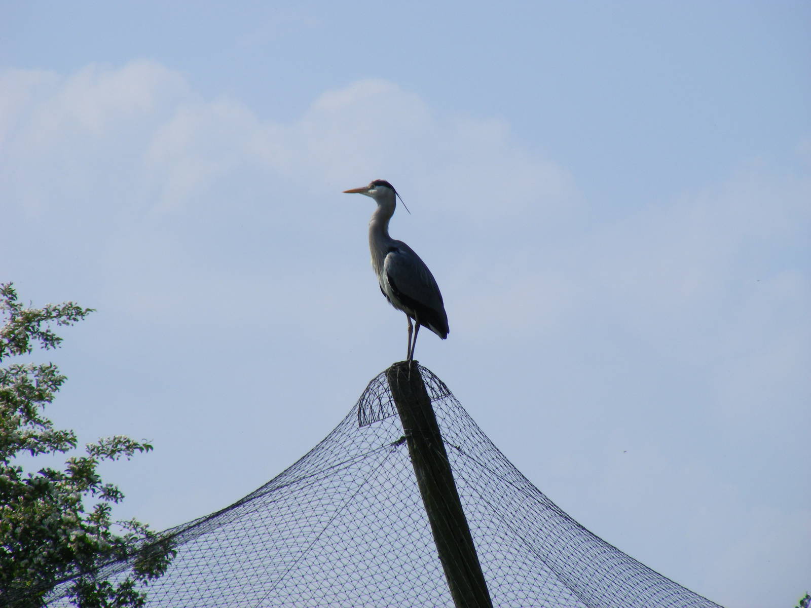 Grey heron at Birdland, 22 April 2011