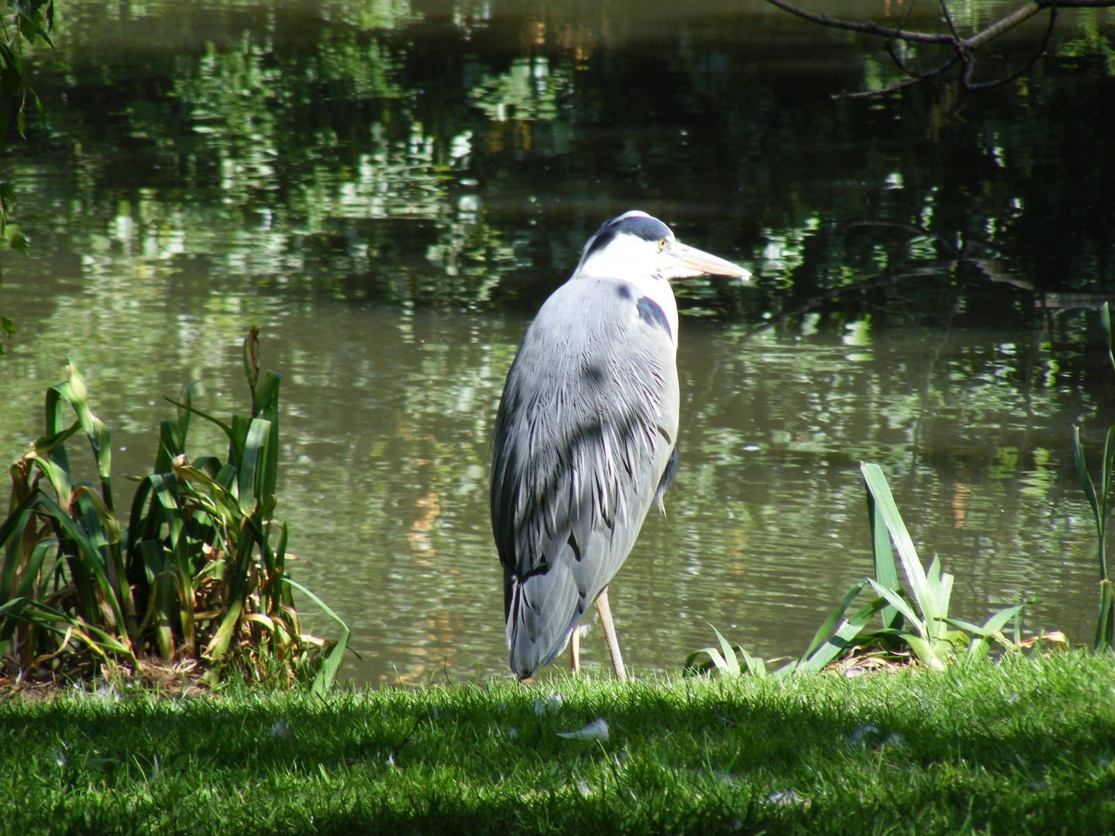 Grey heron at Birdworld, 20 June 2010