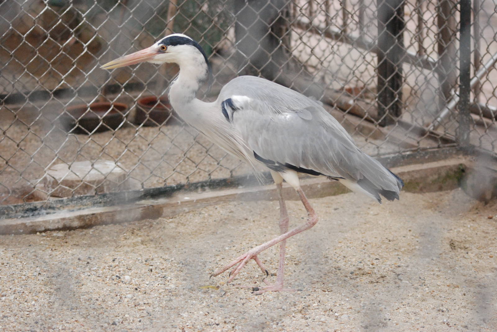 Grey Heron at Hanoi Zoo, 15/03/12