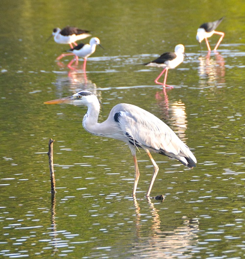 Grey heron + B/W stilts