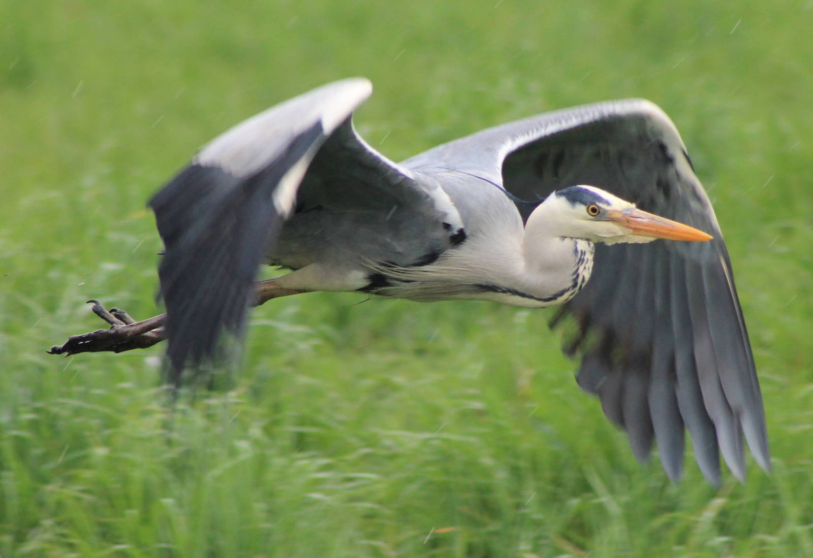 grey heron in fligth