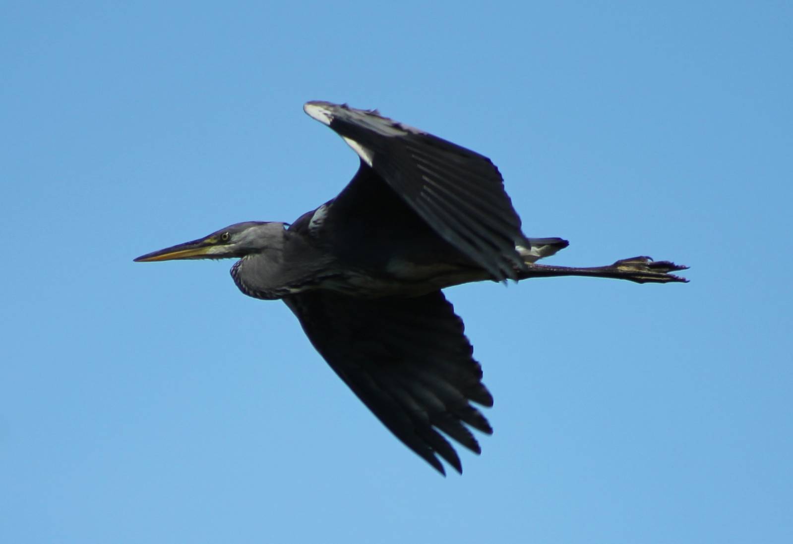 Grey heron in fligth