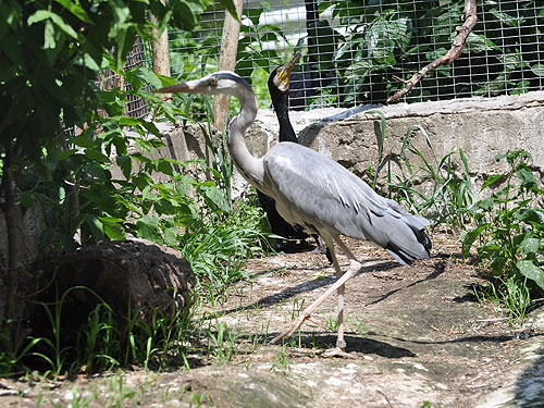 Grey Heron in Kishinev Zoo