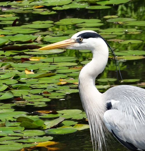 Grey heron (Japan)