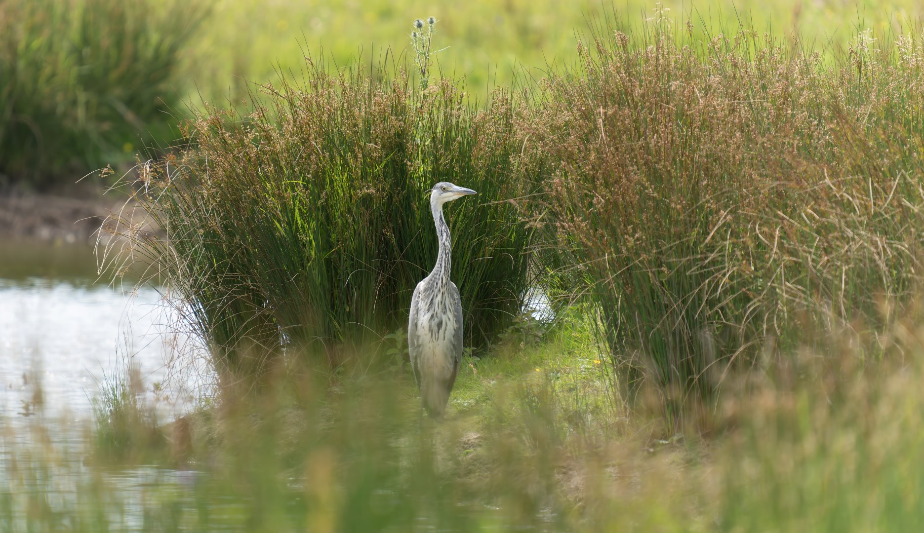 Grey heron juvenile, wild, UK