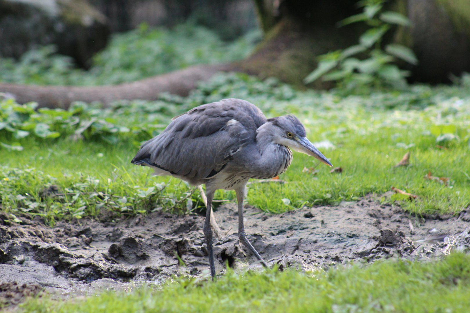 Grey Heron Juvenile