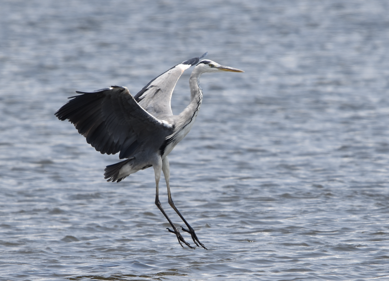 Grey Heron ~ Kasai Rinkai Bird Sanctuary