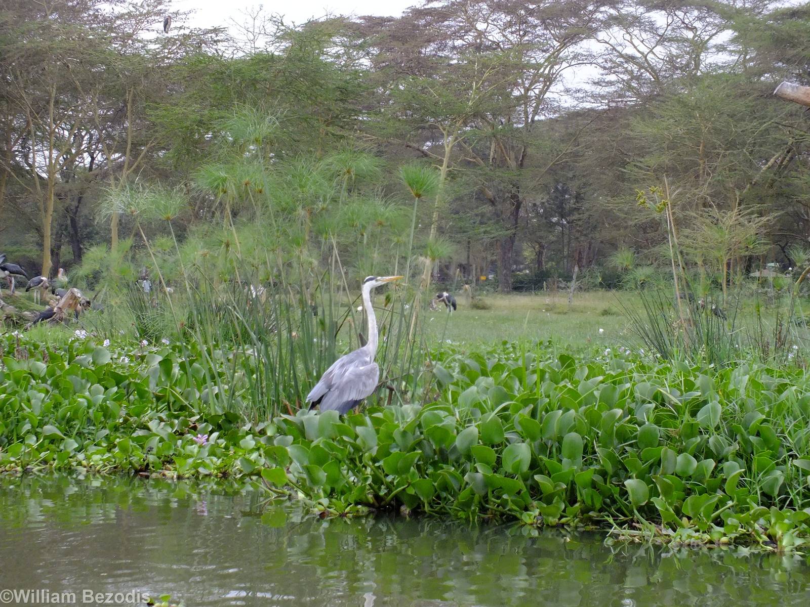 Grey Heron - Lake Naivasha