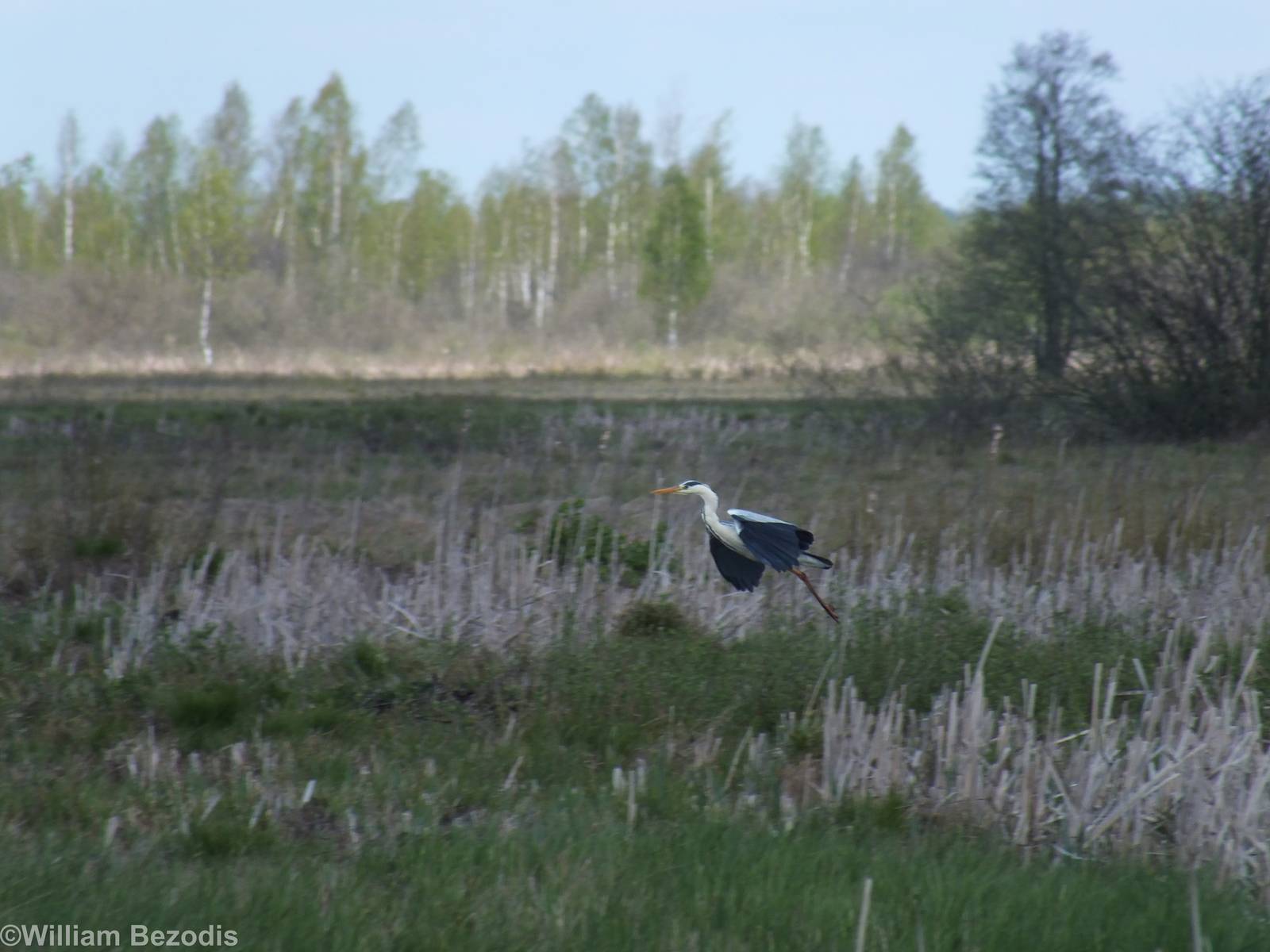 Grey Heron Landing- Biebrza Marshes