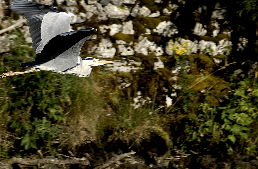 Grey Heron - Malham Cove 2024