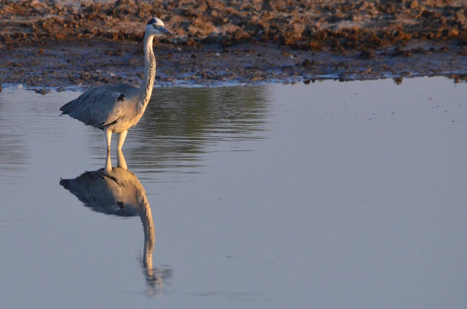 Grey Heron, Moremi Game Reserve, Botswana, 27/04/16