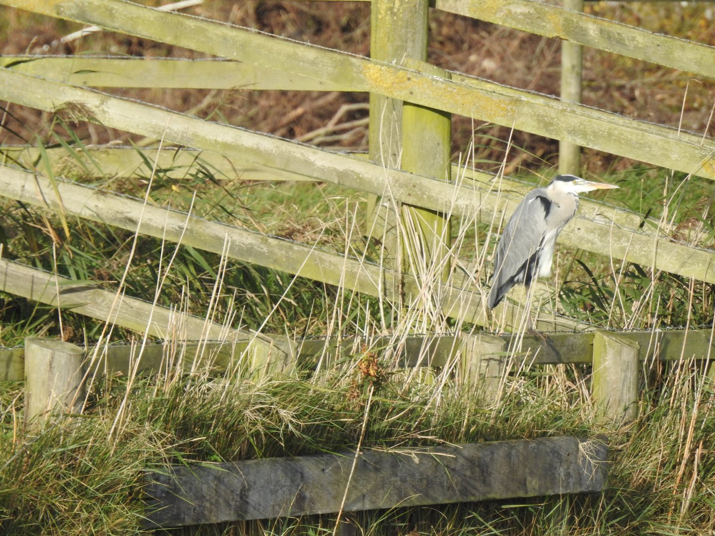 Grey Heron - Norfolk Broads Oct 17