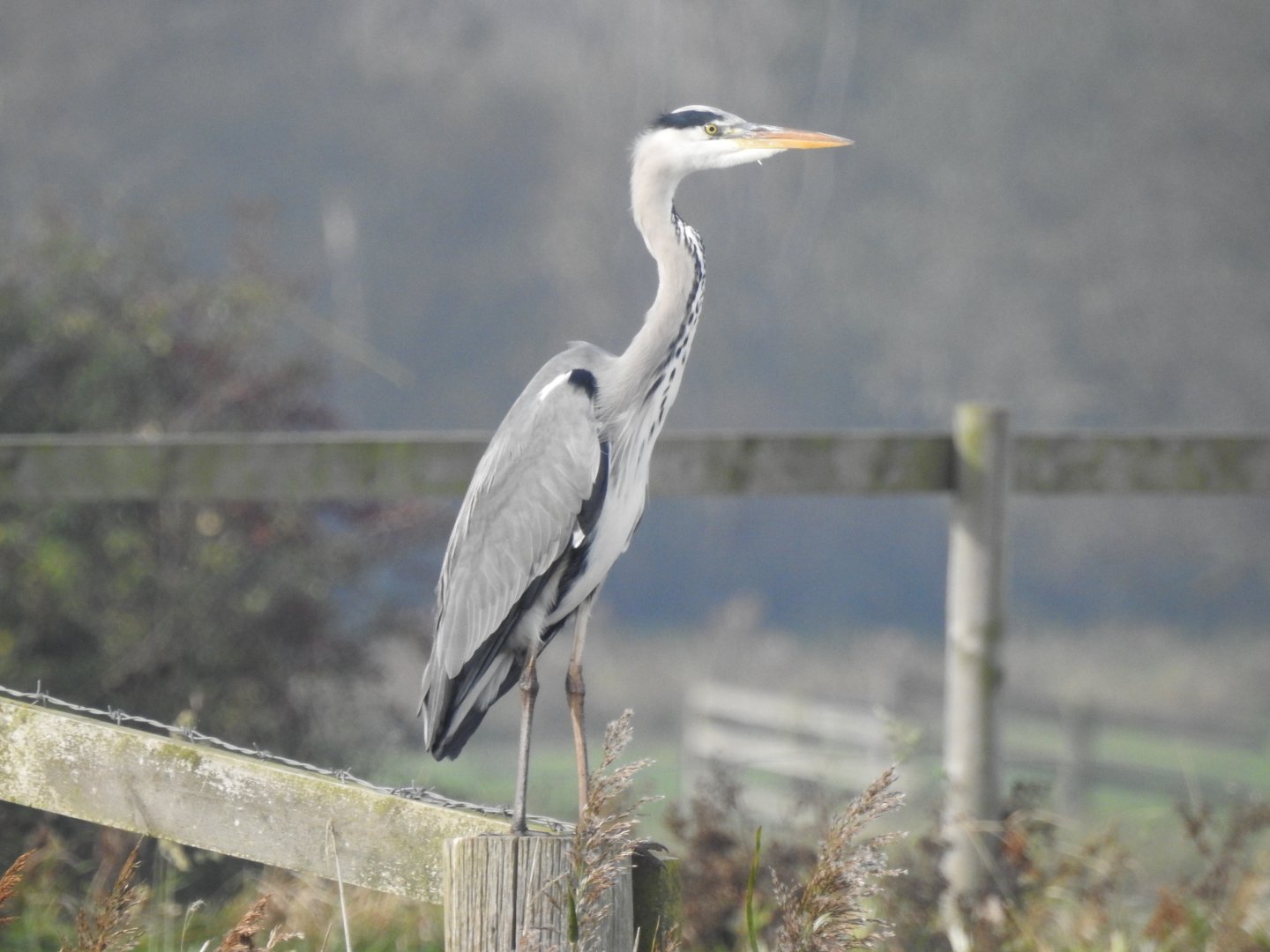 Grey Heron - Norfolk Broads Oct 17