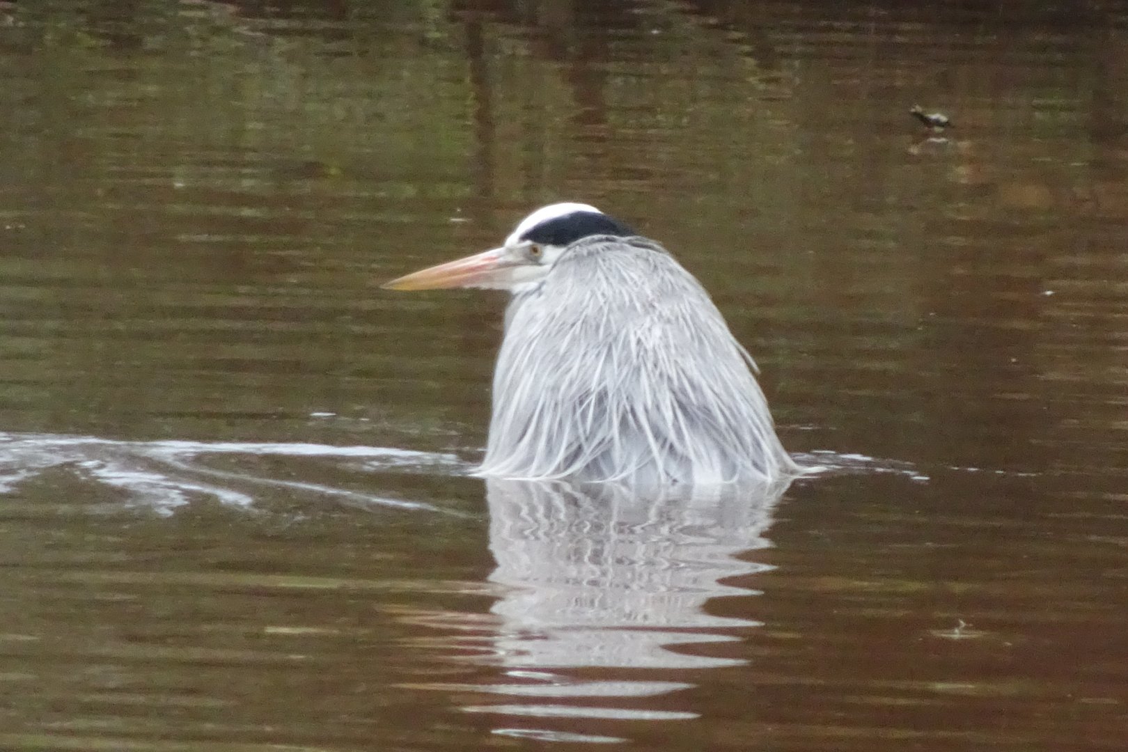Grey heron, November 2017