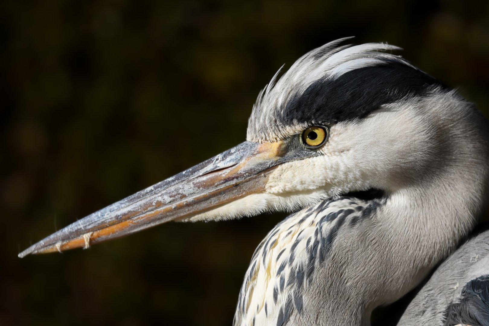 Grey Heron ~ Shinjuku Gyoen National Garden
