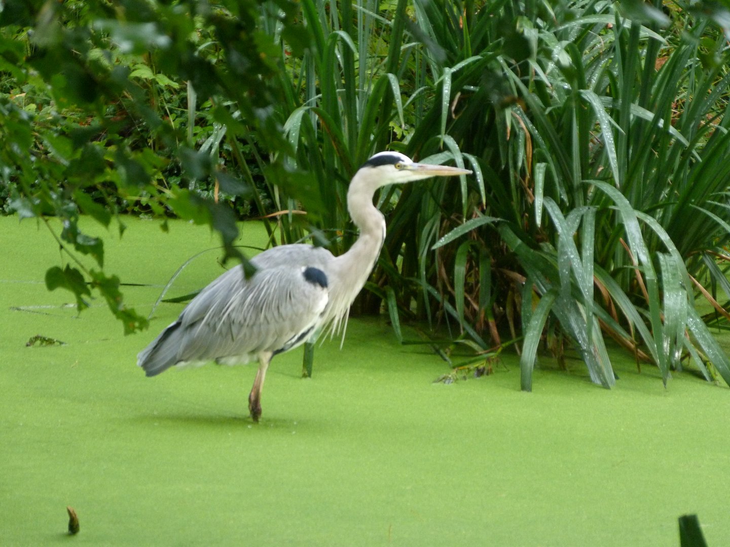 Grey heron -Tierpark Berlin (2024)