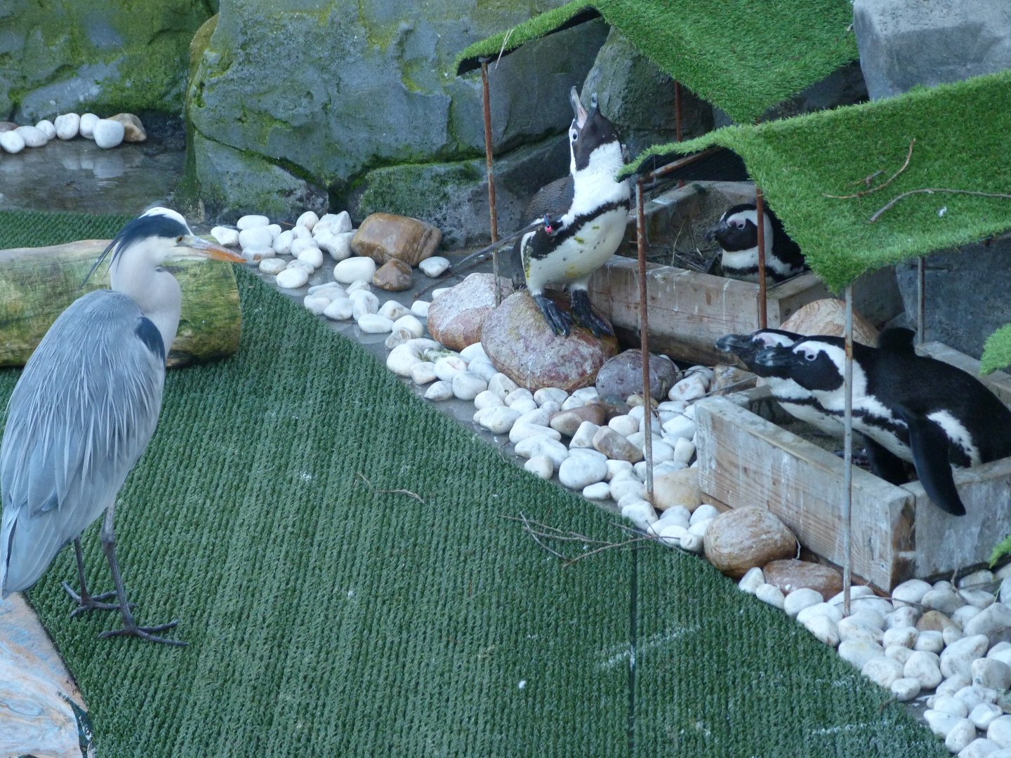 Grey heron vs African penguins -Zoo Aquarium de Madrid (2025)