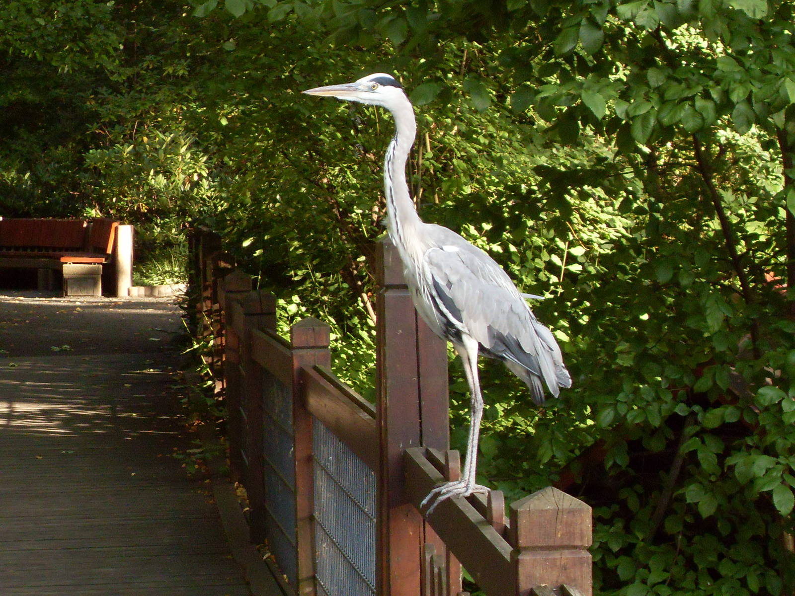 grey heron (wild) 030910