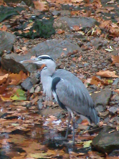 Grey heron (wild) 061110
