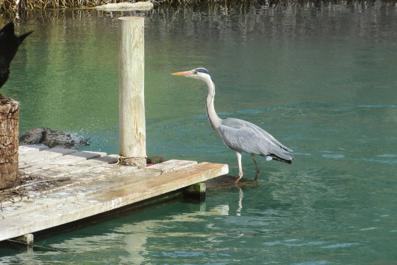 Grey Heron (wild) 140216