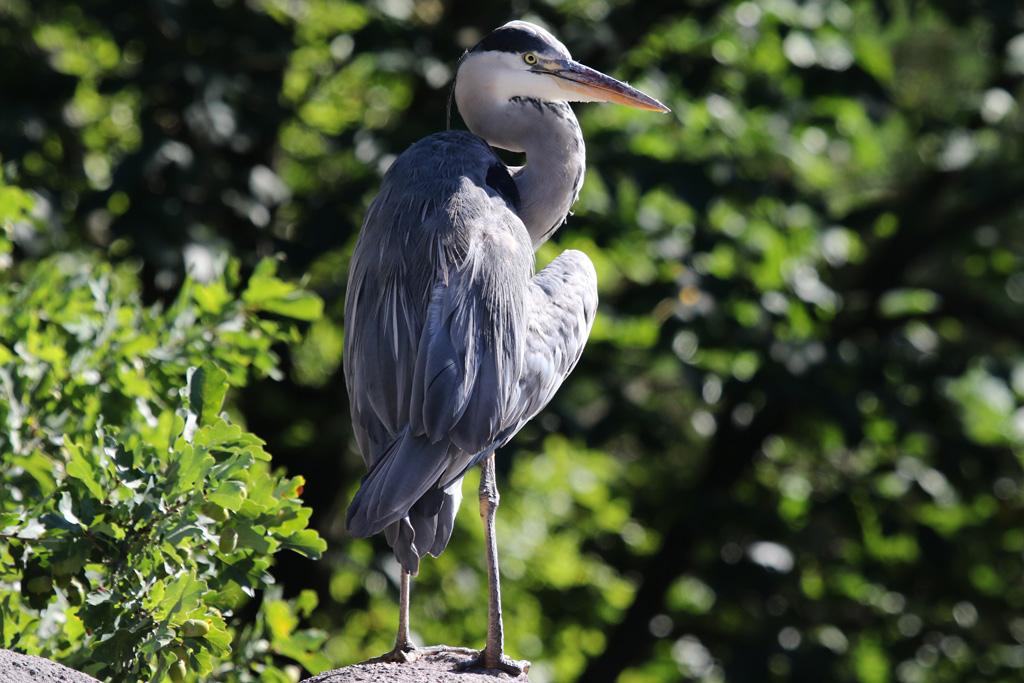 Grey Heron (wild) at Skansen 30th August 2016