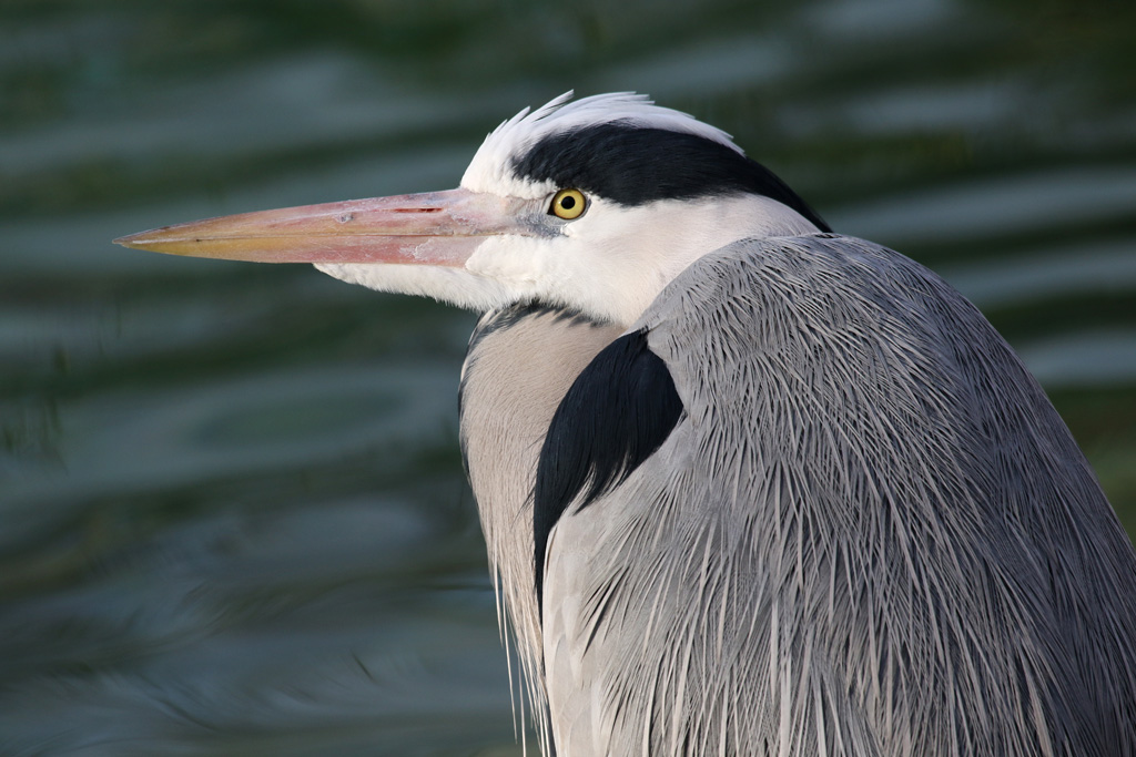 Grey Heron (wild) at Zoo København 15/01/2017