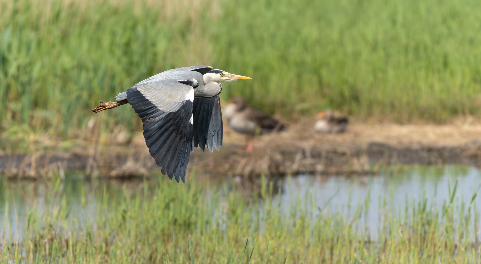Grey heron, wild, UK