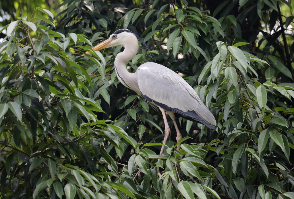 Grey Heron (wild)