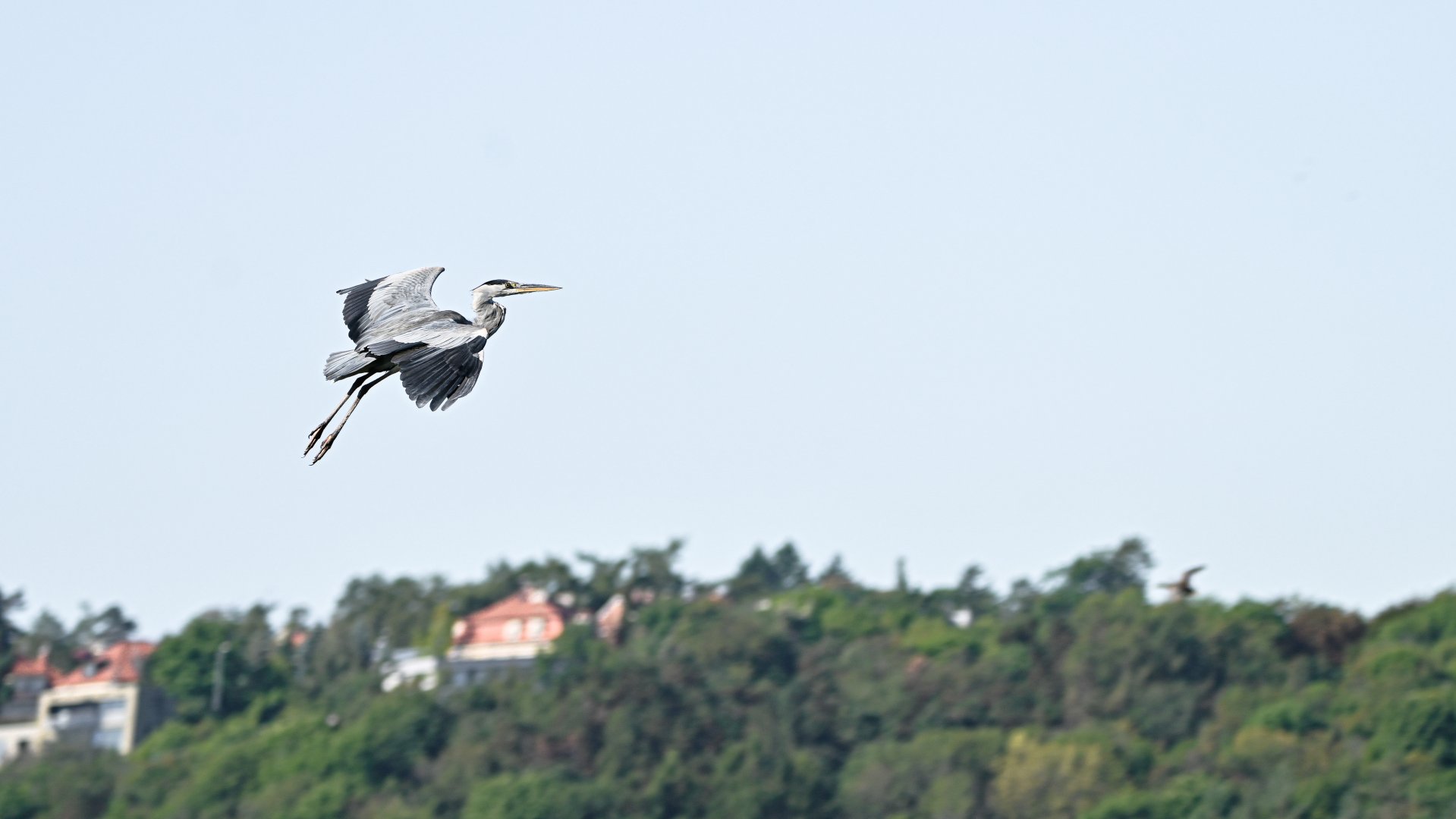 Grey heron (wild)