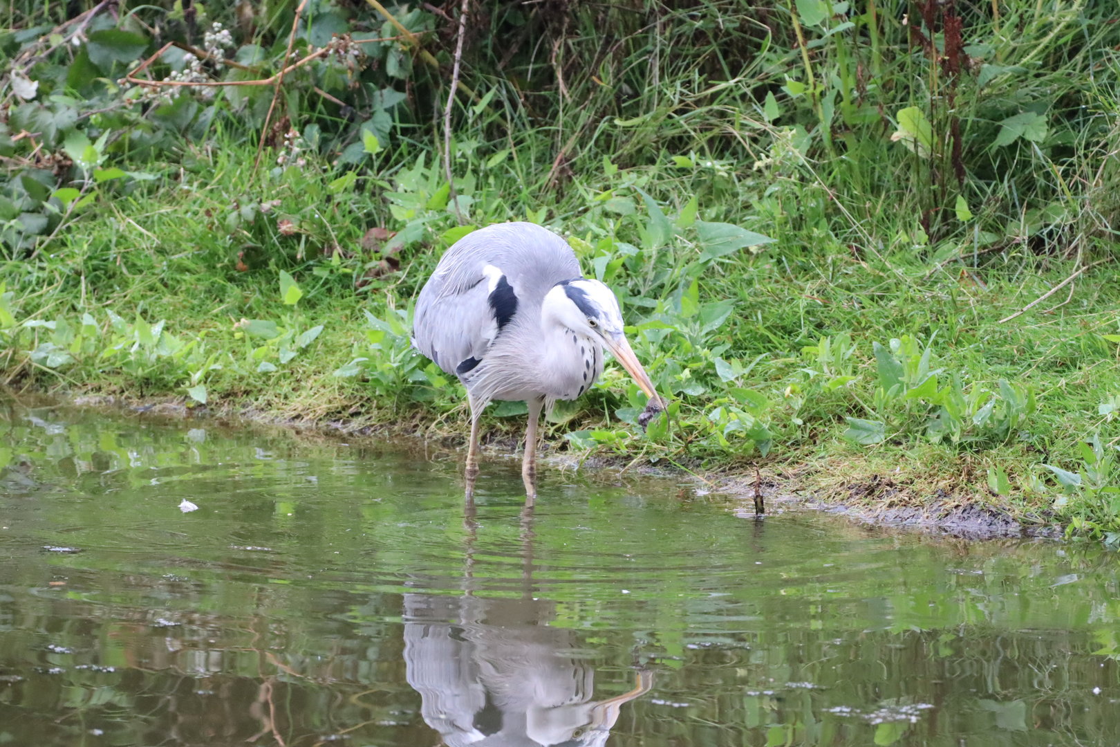 Grey Heron with caught shrew