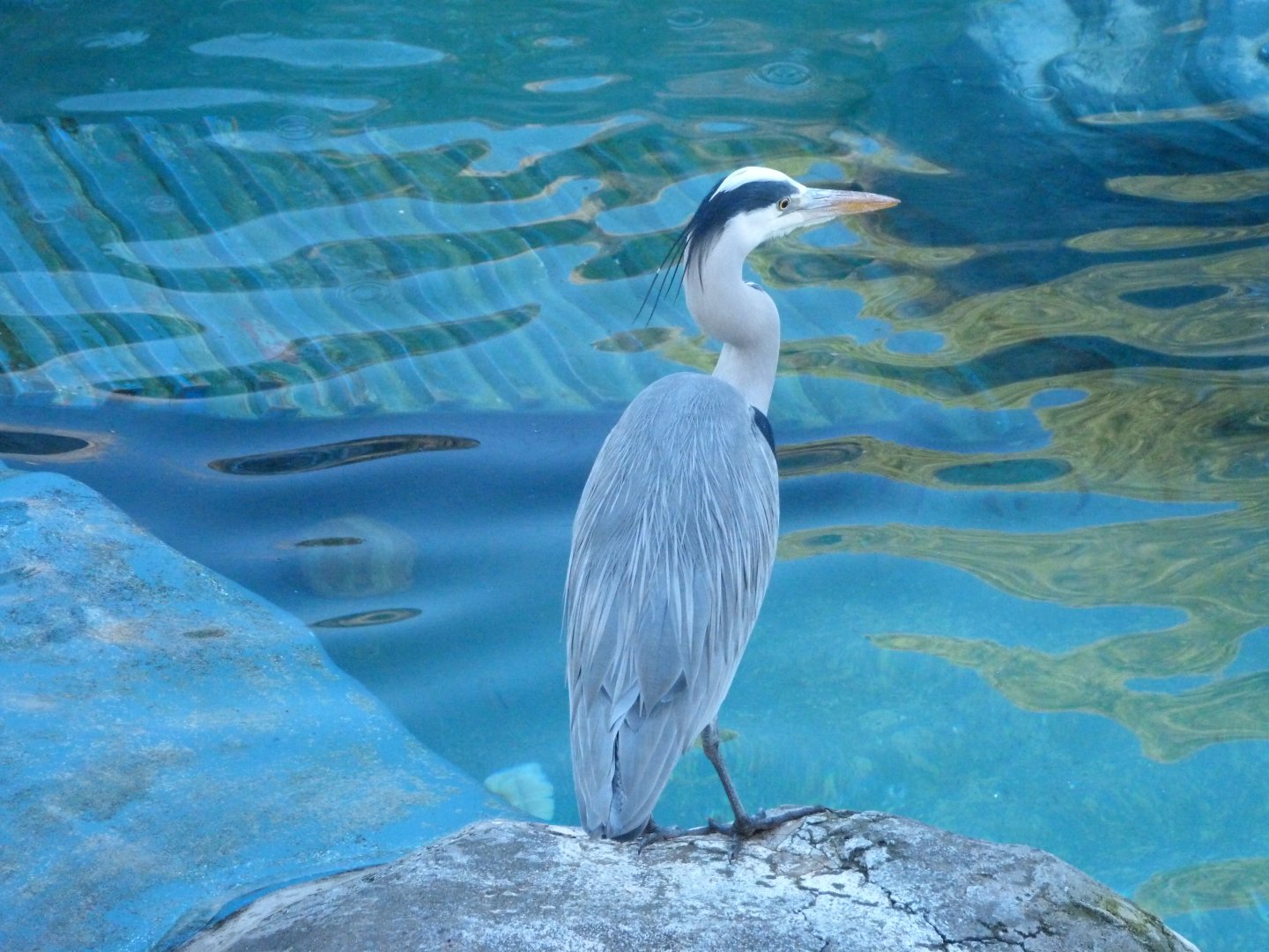Grey heron -Zoo Aquarium de Madrid (2025)