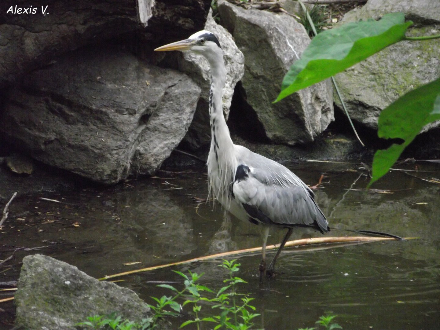Grey Heron - Zooparc de Beauval - 07/2020