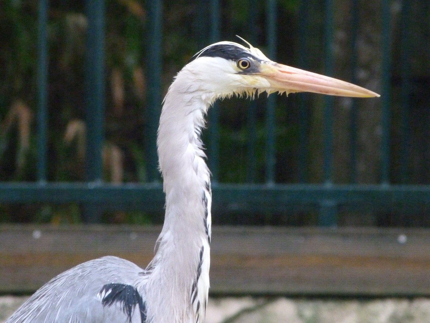 Grey heron -ZooParc de Beauval (2025)