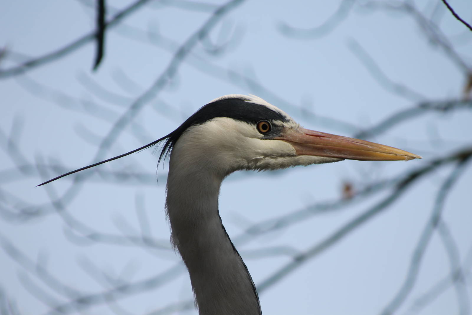 grey heron