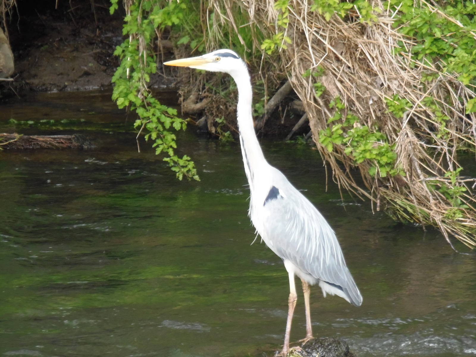 Grey heron
