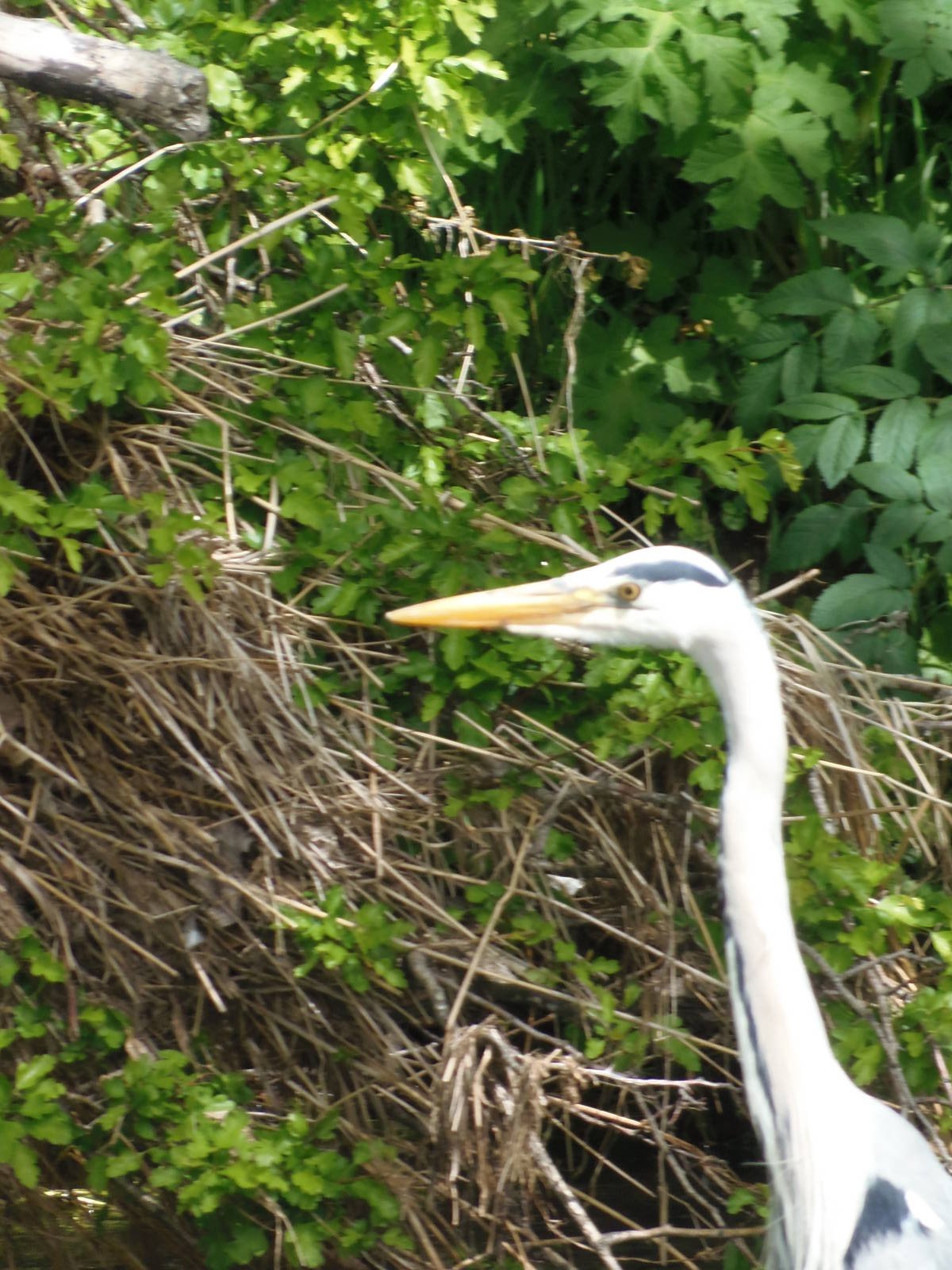 Grey heron