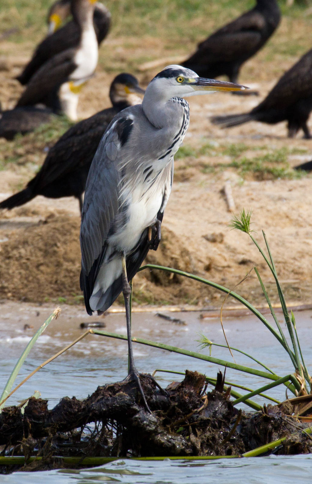 Grey Heron
