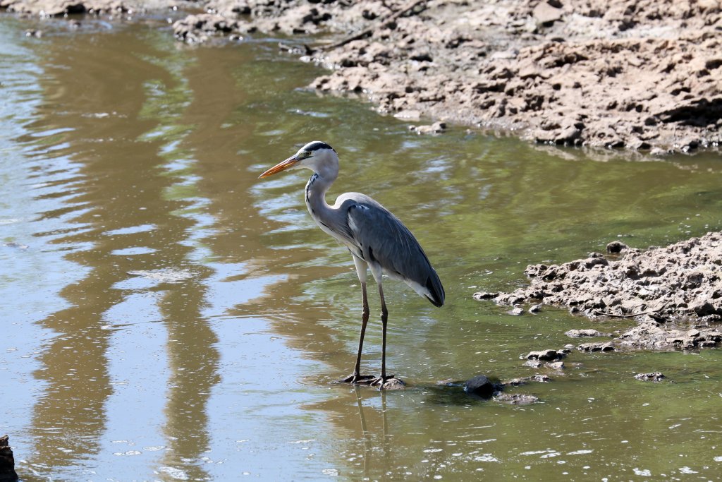 Grey Heron