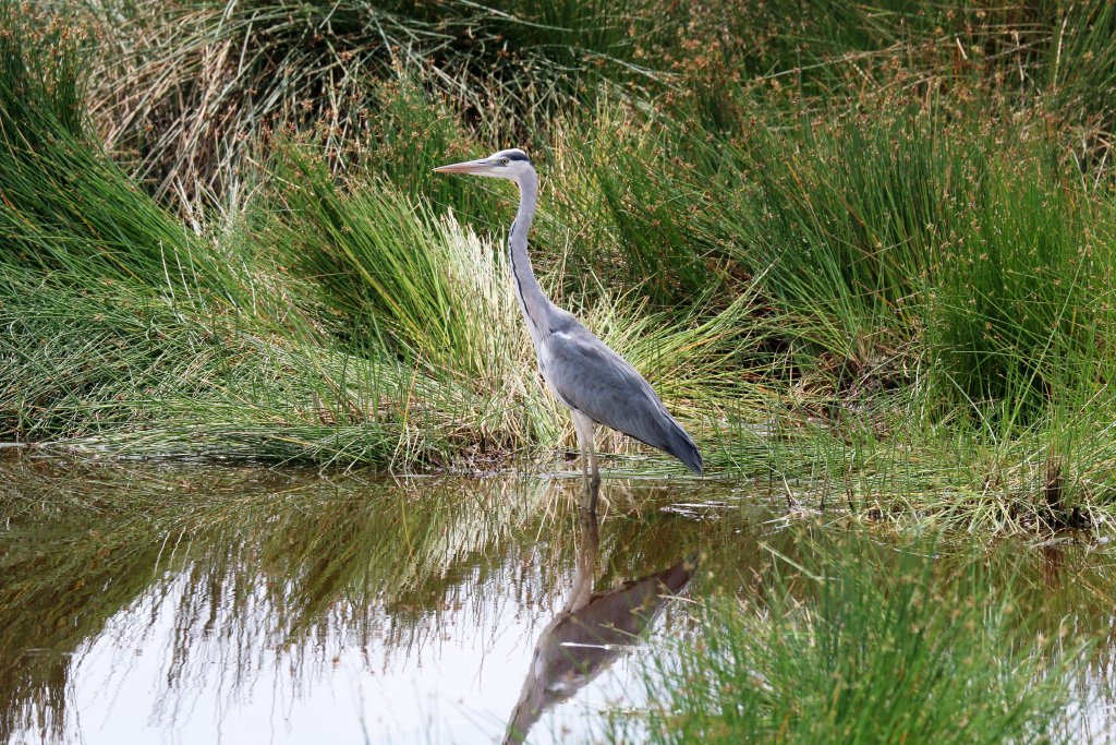 Grey Heron