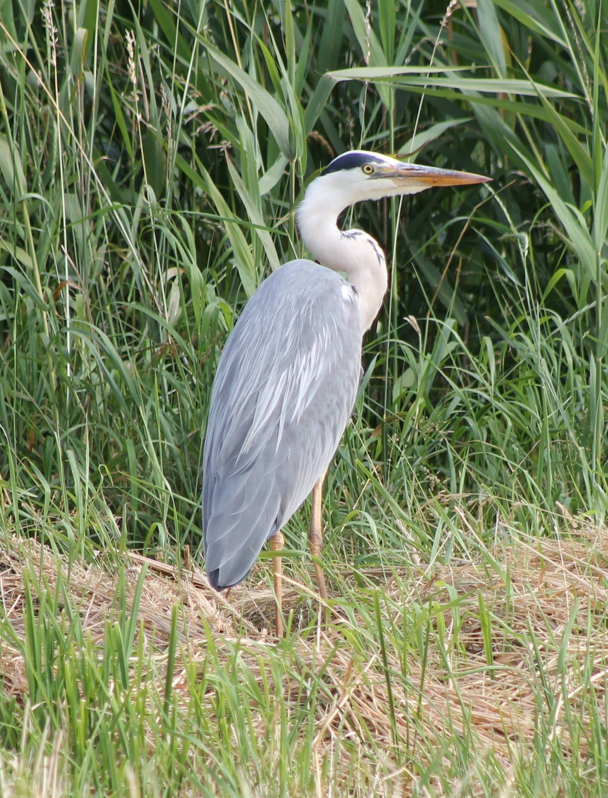 Grey heron