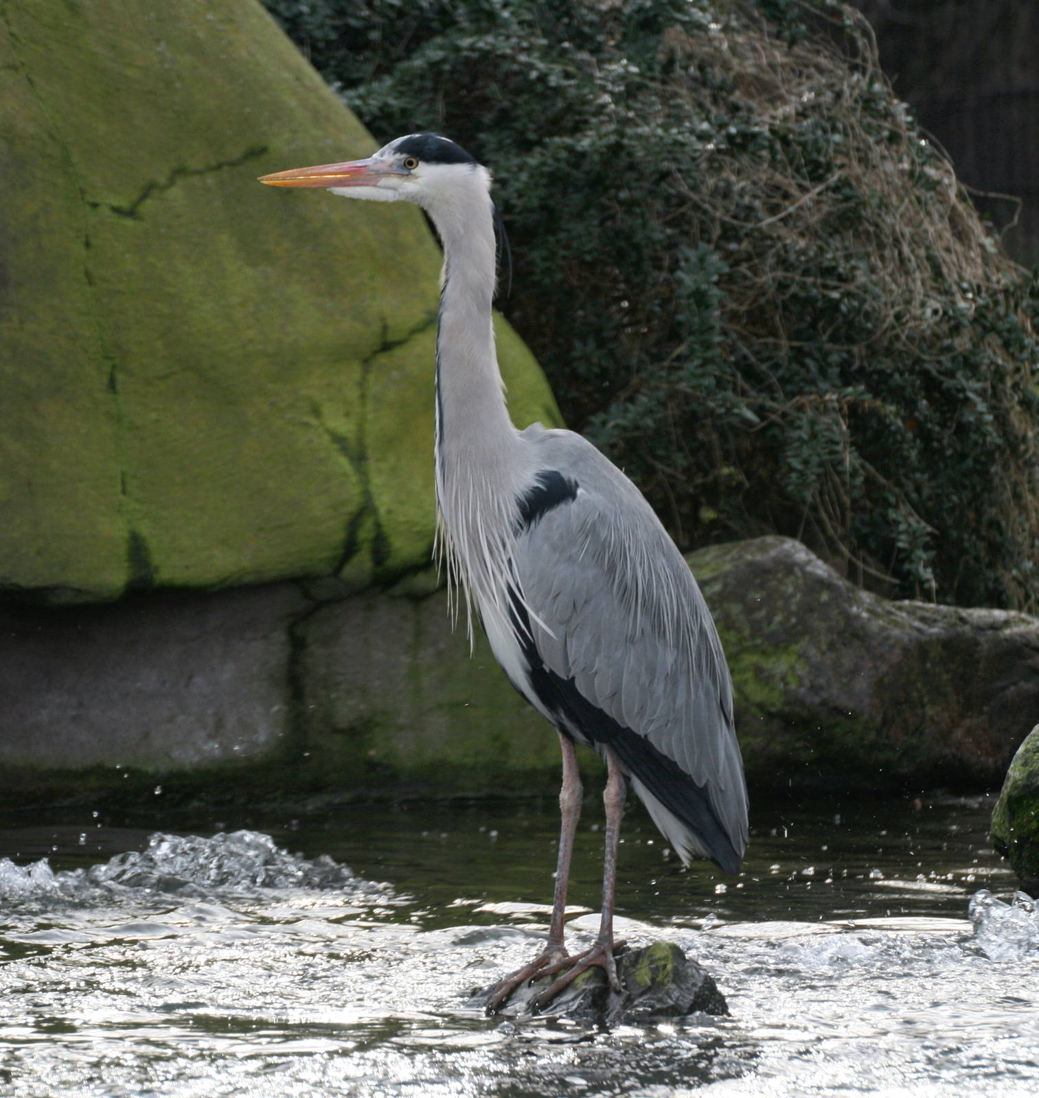Grey heron